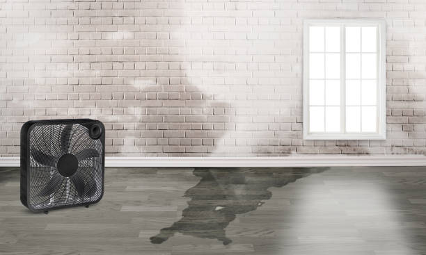 Best Water damage restoration near me  in Pinch, WV